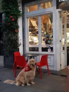 Degusto Café