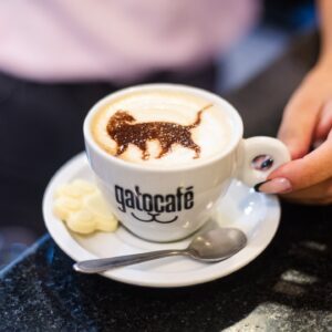 Gato Café Barra